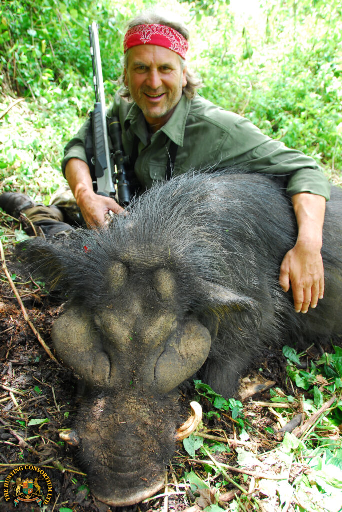 Jim Shockey Hunting Giant Forest Hog in Ethiopia with Hunting Consortium Giant Forest Hog Hunting Giant Forest Hog Hunts in Ethiopia