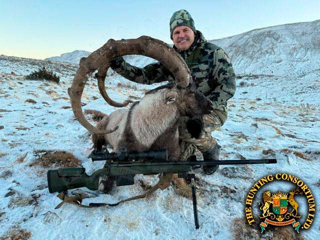 52 Inch Bezoar Ibex taken by Gordon Wollman in Turkey