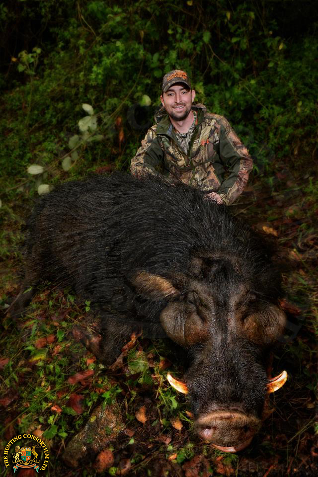 Hunting Giant Forest Hog in Ethiopia with Hunting Consortium Giant Forest Hog Hunting Giant Forest Hog Hunts in Ethiopia