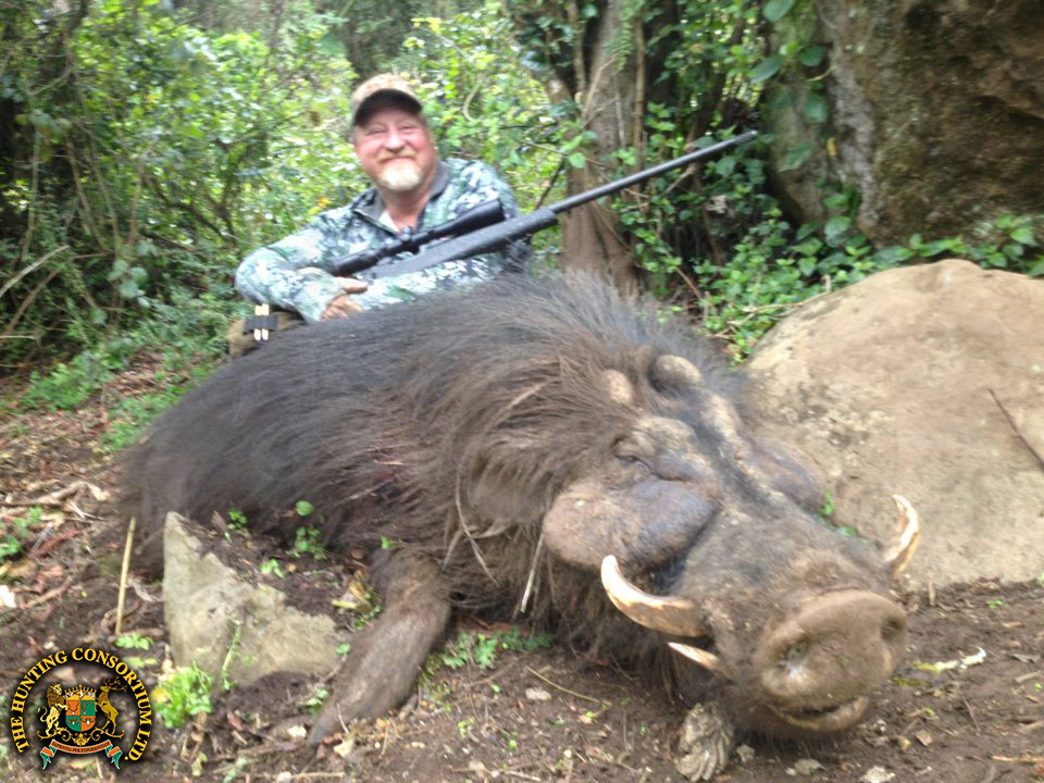 Hunting Giant Forest Hog in Ethiopia with Hunting Consortium Giant Forest Hog Hunting Giant Forest Hog Hunts in Ethiopia