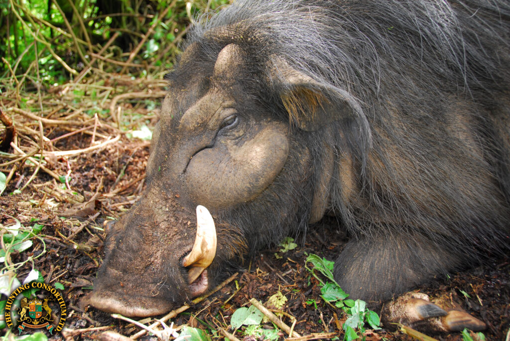 Jim Shockey Hunting Giant Forest Hog in Ethiopia with Hunting Consortium Giant Forest Hog Hunting Giant Forest Hog Hunts in Ethiopia