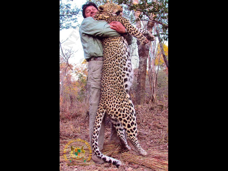 African Leopard Hunting Best Leopard Hunting in Zambia
