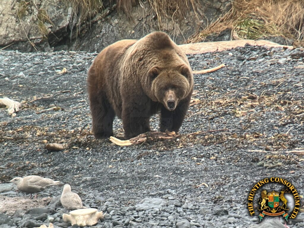 Alaskan Coastal Brown Bear Hunting in Alaska