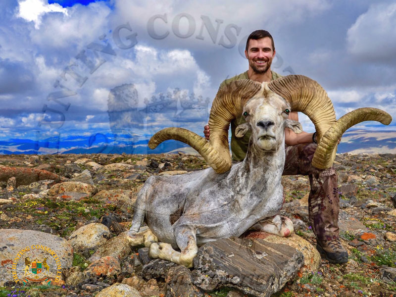 Altai Argali Hunting in Mongolia. This Altai Argali Ram is 62.5 inches. The largest Altai Argali taken in recent years.