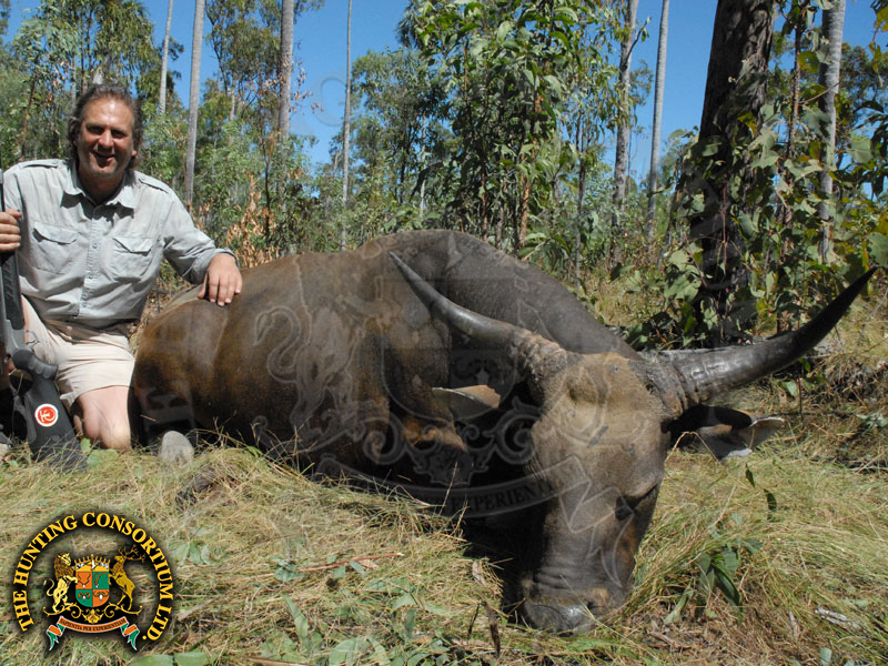 Banteng Hunting in Australia Hunts for Banteng Hunts in Australia Hunting in Australia