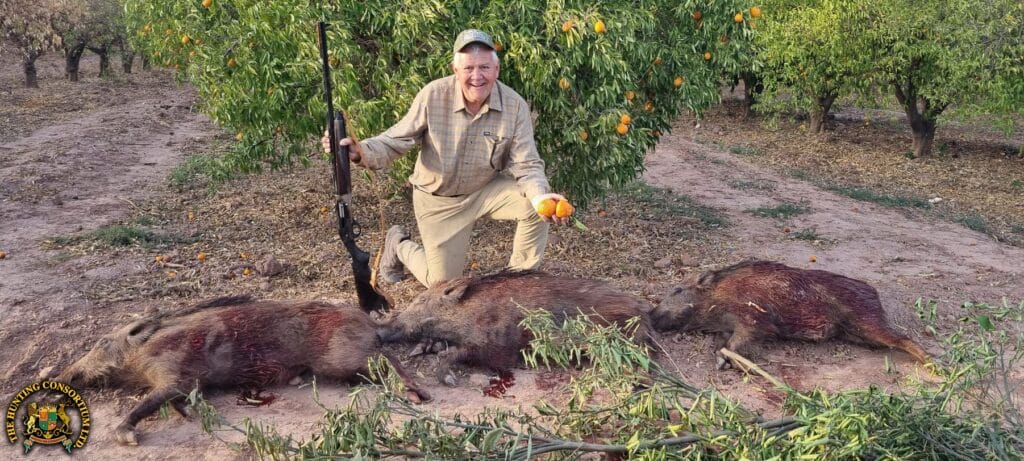Barbary Wild Boar Hunting in Morocco Hunts