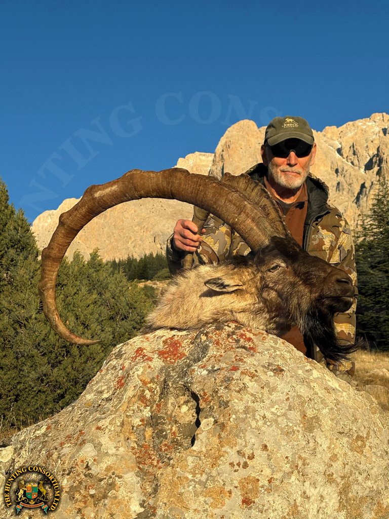 Bezoar Ibex Hunting in Turkey. The Best Bezoar Ibex Hunting in Turkey. Best outfitter for Bezoar Ibex Hunts in Turkey. Best wild hunting outfitters in Turkey and Asia.