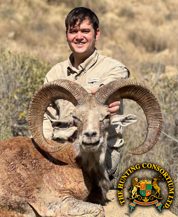 Blanford Urial Hunting in Pakistan Urial Hunts in Pakistan Hunts