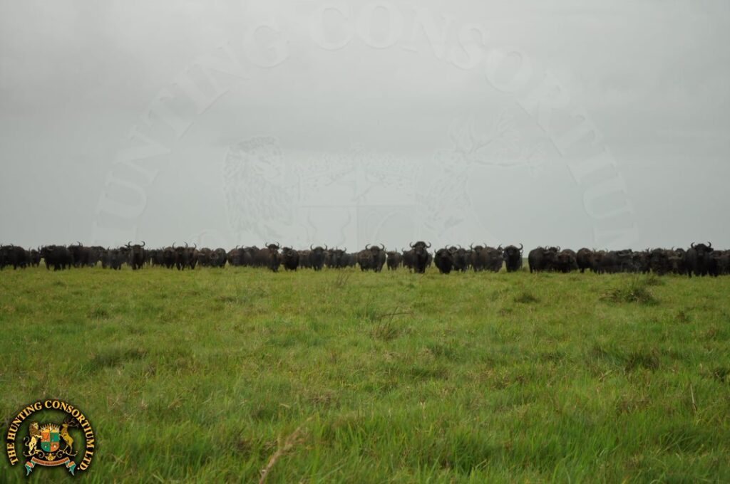 Photo of Buffalo as far as the eyes can see in Zambeze Delta Mozambique Safari