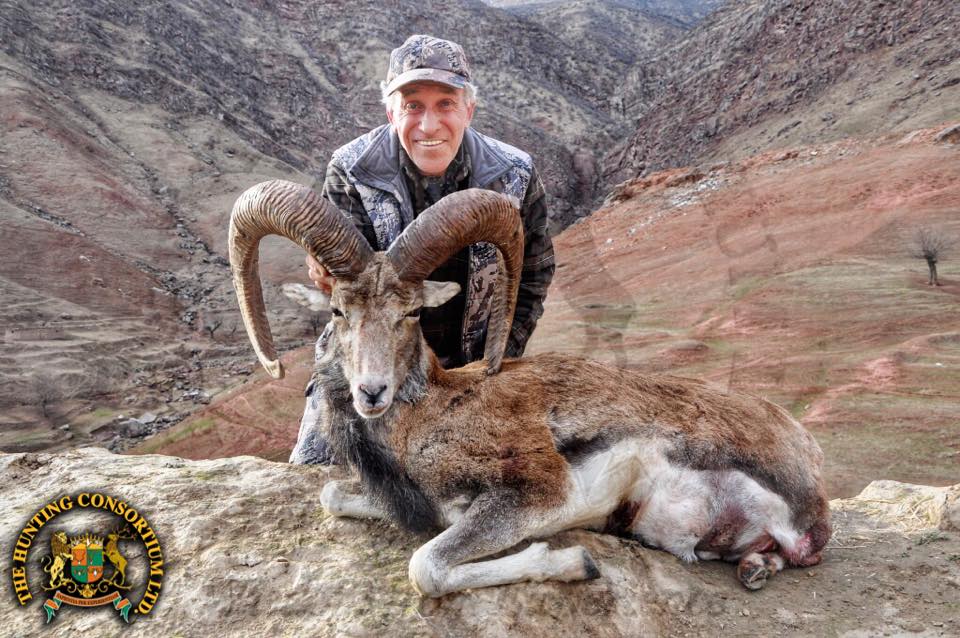 Bukharan urial hunting in Tajikistan, Hunting urial in Tajikistan. Hunting Bukharan Urial in Tajikistan