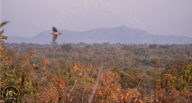 Hunting in Cameroon