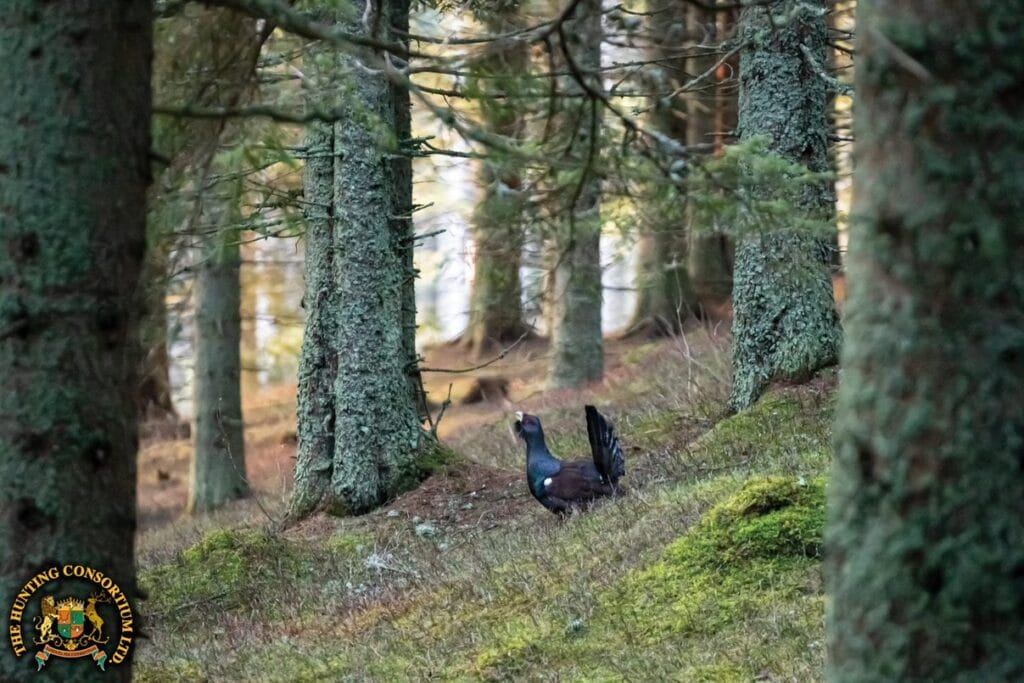 Photo of Capercaillie Calling while Hunting in Europe. Hunt Europe
