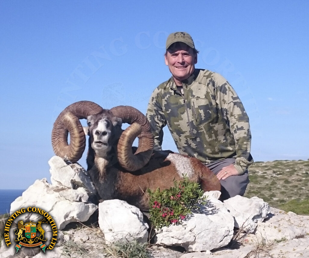 European Mouflon Hunting in Croatia. Hunting in Croatia for European Mouflon. Mouflon Hunting in Croatia.