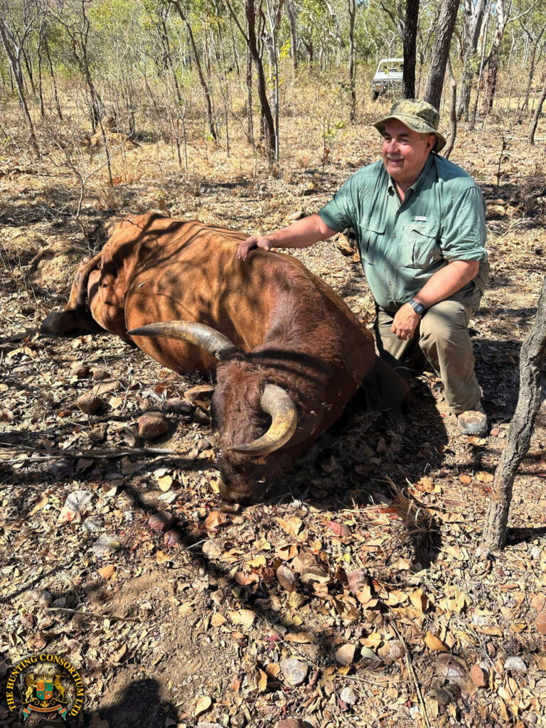 The image of a hunter next to an animal he recently harvest during feral ox hunting