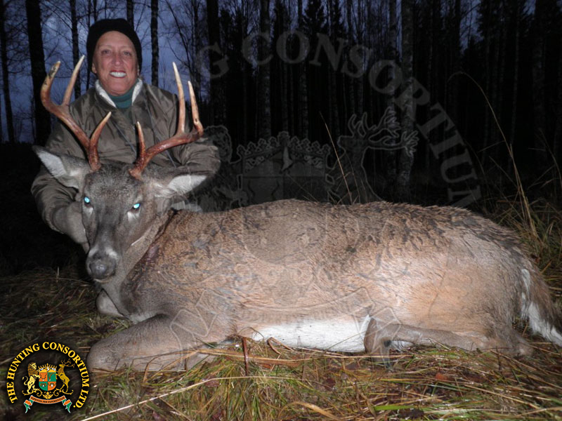 White-tailed Deer hunting in Finland Deer Hunts in Finland