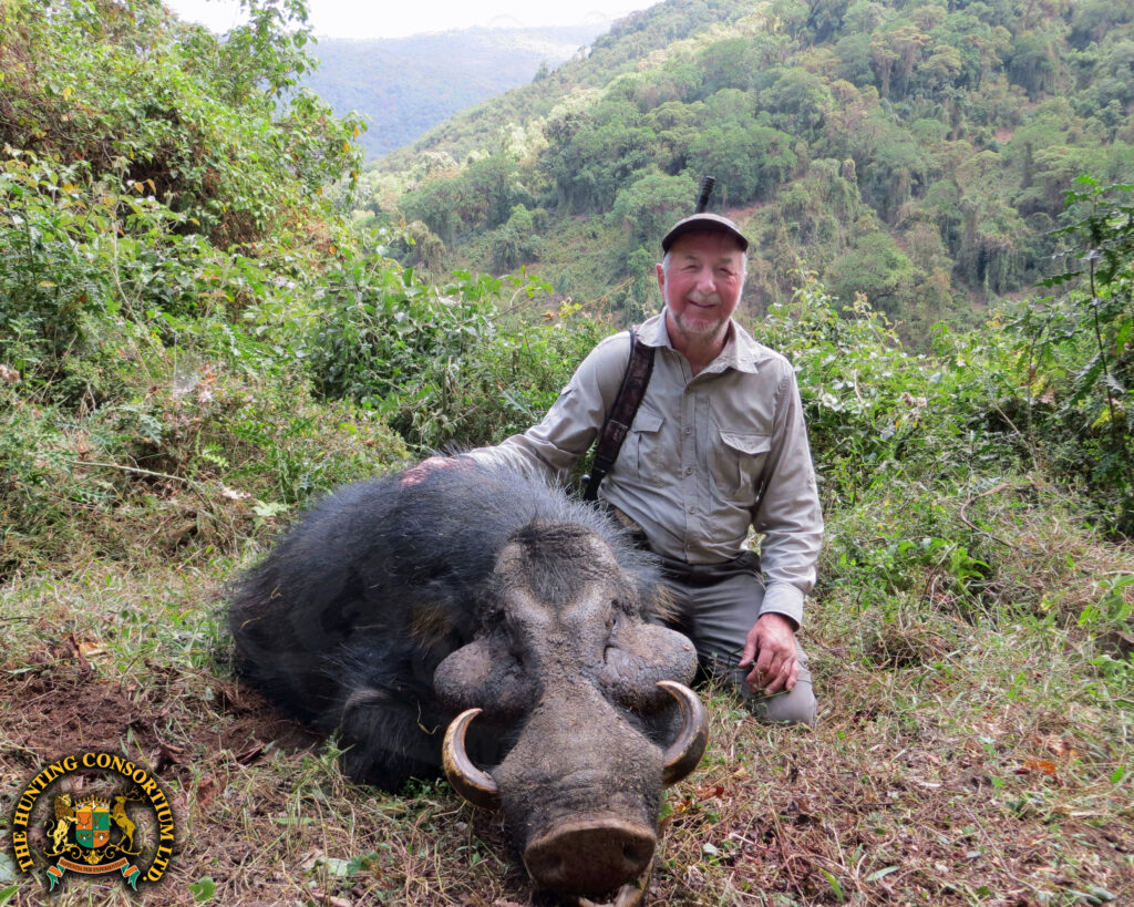 Hunting Giant Forest Hog in Ethiopia with Hunting Consortium Giant Forest Hog Hunting Giant Forest Hog Hunts in Ethiopia