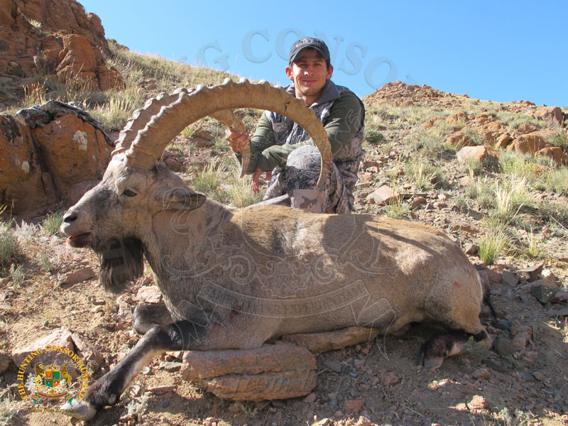 Gobi Ibex Hunting in Mongolia. The best Gobi ibex hunts. The top Gobi ibex hunting in Mongolia.