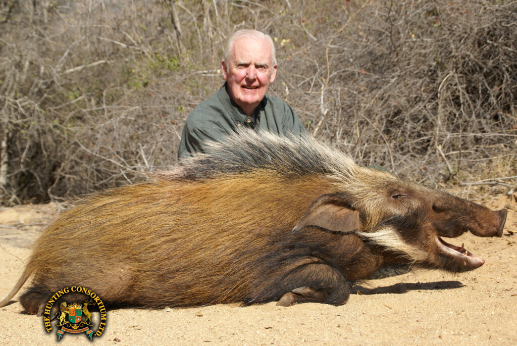 Bushpig Hunting in Zimbabwe. Bushpig hunting in Africa. Bushpig Hunts