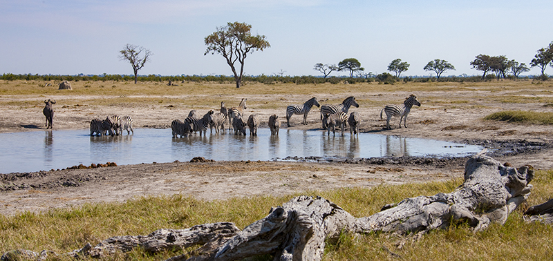 African Hunting of a Zebra herd in Botswana