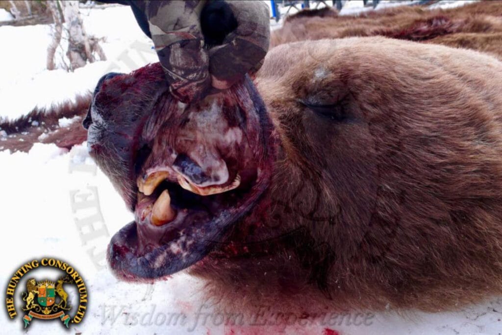 Kamchatka Brown Bear Hunting; Kamchatka Brown Bear Hunts; russian brown bear hunts; and Russian brown bear hunting