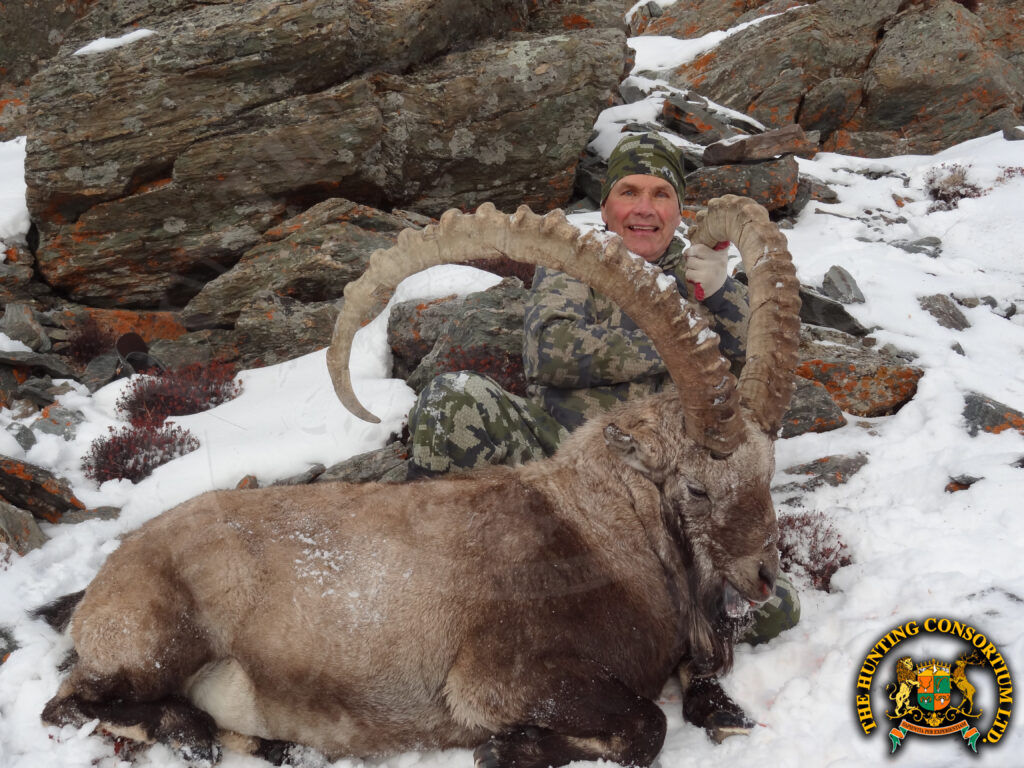 Hunting Ibex in Mongolia. Ibex Hunting in Mongolia. Altai Ibex Hunting in Mongolia. Hunting Altai Ibex in Mongolia.