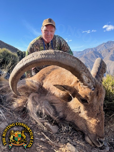 Hunting in Morocco for Aoudad hunting in Morocco Hunts Barbary sheep hunting in Morocco