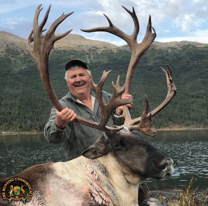 Mountain Caribous Hunting in British Columbia