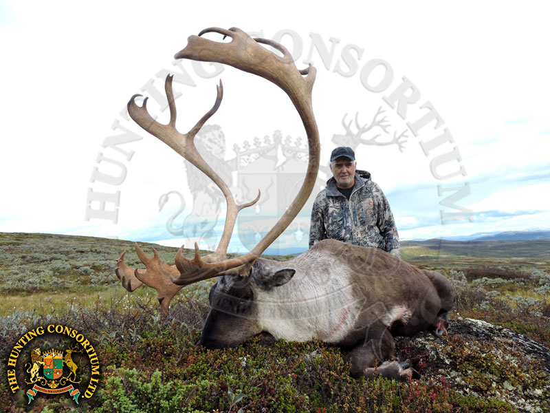 Hunting in Reindeer in Norway Hunting in Norway for Reindeer Hunts in Norway