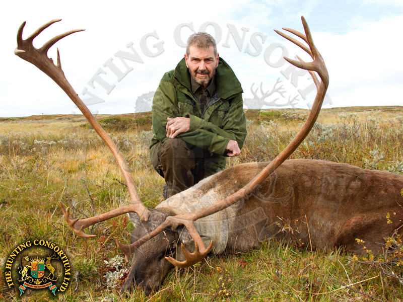 Hunting in Reindeer in Norway Hunting in Norway for Reindeer Hunts in Norway
