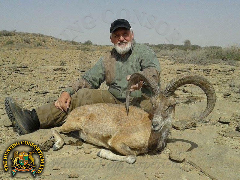 Blanford Urial Hunting in Pakistan Urial Hunts in Pakistan Hunts