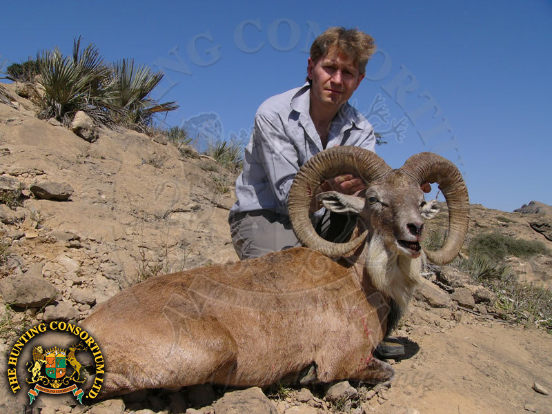 Blanford Urial Hunting in Pakistan Urial Hunts in Pakistan Hunts