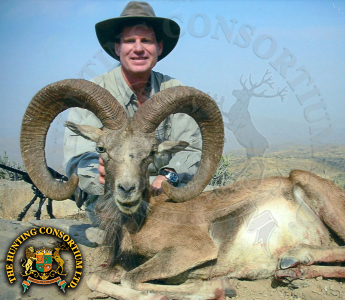 Blanford Urial Hunting in Pakistan Urial Hunts in Pakistan Hunts
