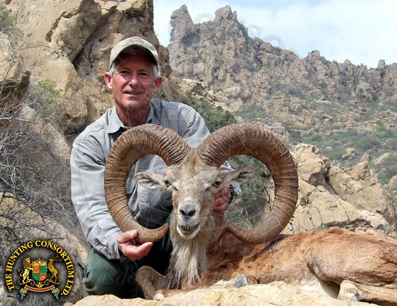 Blanford Urial Hunting in Pakistan Urial Hunts in Pakistan Hunts