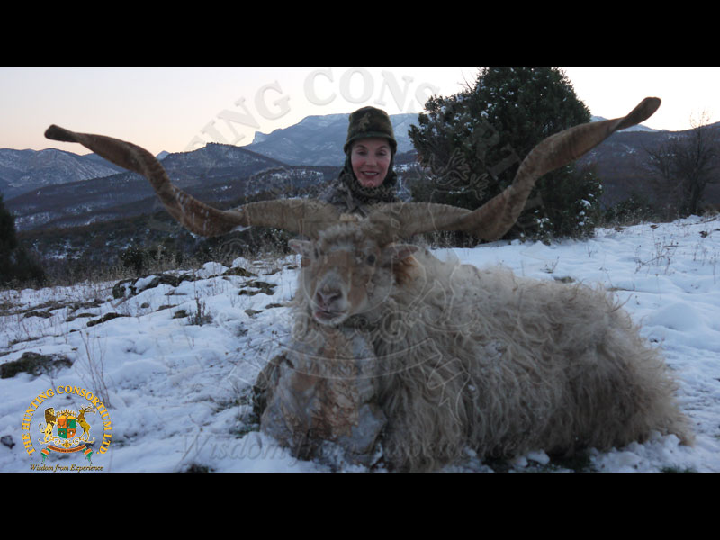 Racka Sheep Hunting in Macedonia