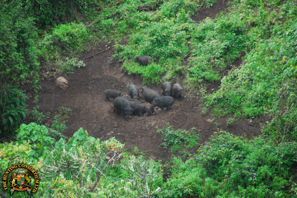 Hunting Giant Forest Hog in Ethiopia with Hunting Consortium Giant Forest Hog Hunting Giant Forest Hog Hunts in Ethiopia