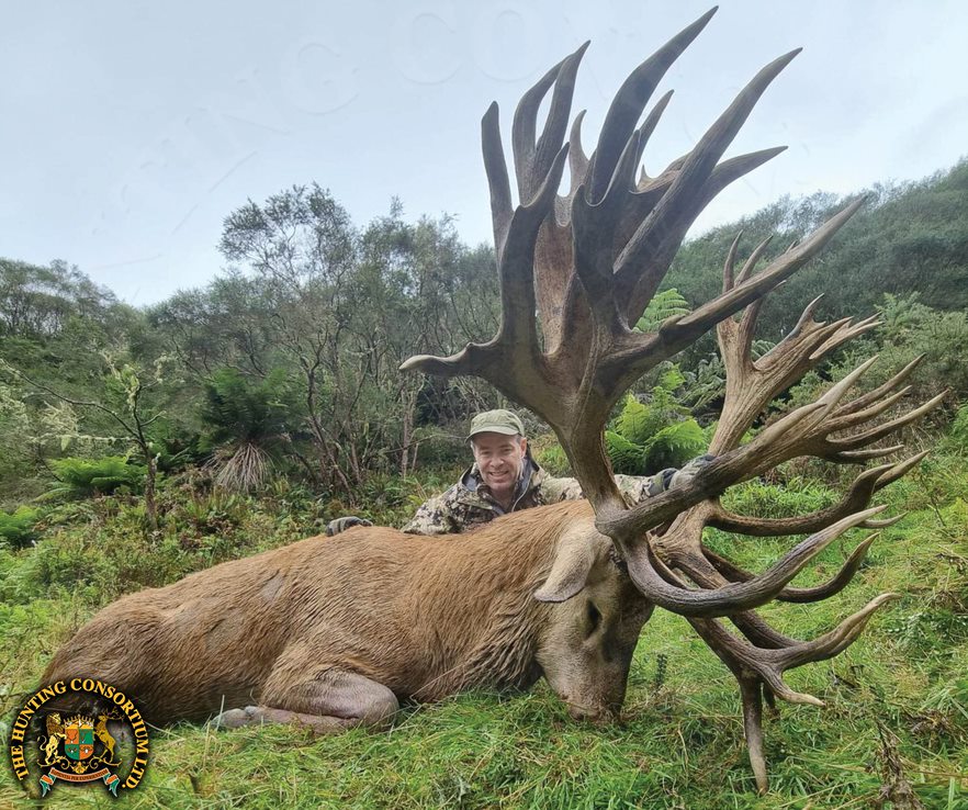 Photo of Red Stag Hunting New Zealand. Red Stag hunting in New Zealand. Red Stag hunts in New Zealand.