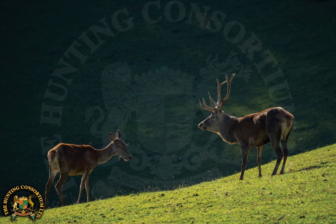Red Stag Hunting in Europe