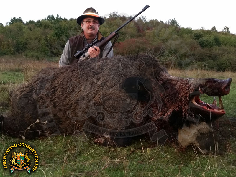 Hunting Eurasian Wild Boar Hunting in Romania Wild Boar Hunting