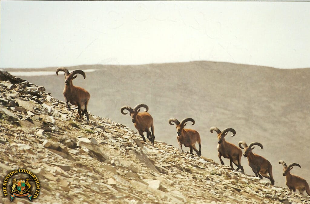 Tur running across a ridge in Azerbaijan.