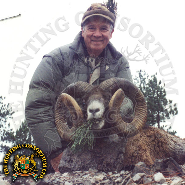 European mouflon Hunting in Slovakia moulfon hunts