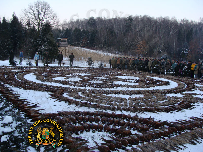 Pheasant hunting in Slovakia hunts Pheasant hunts in Slovakia