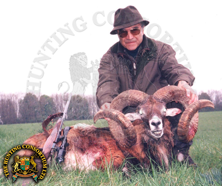 European mouflon Hunting in Slovakia moulfon hunts