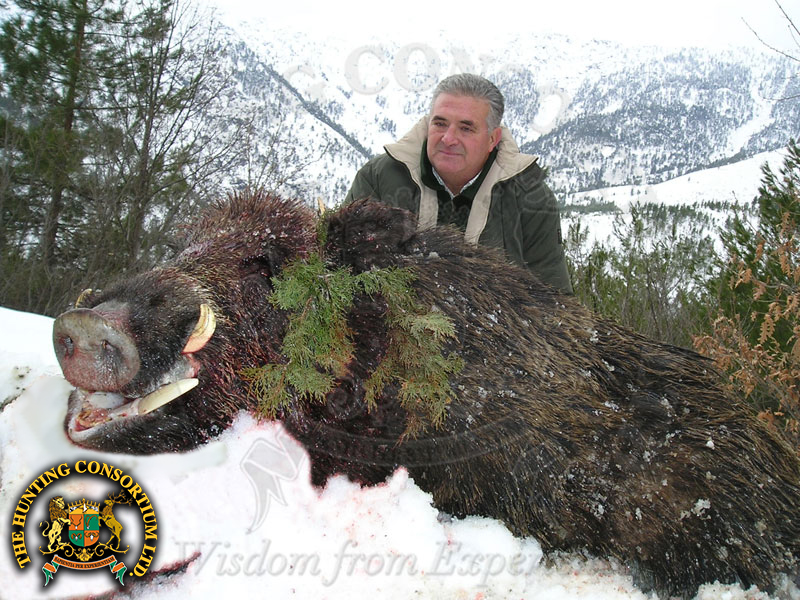 Wild Boar Hunting in Turkey. The Best wild Hunting outfitters in Turkey and Asia!
