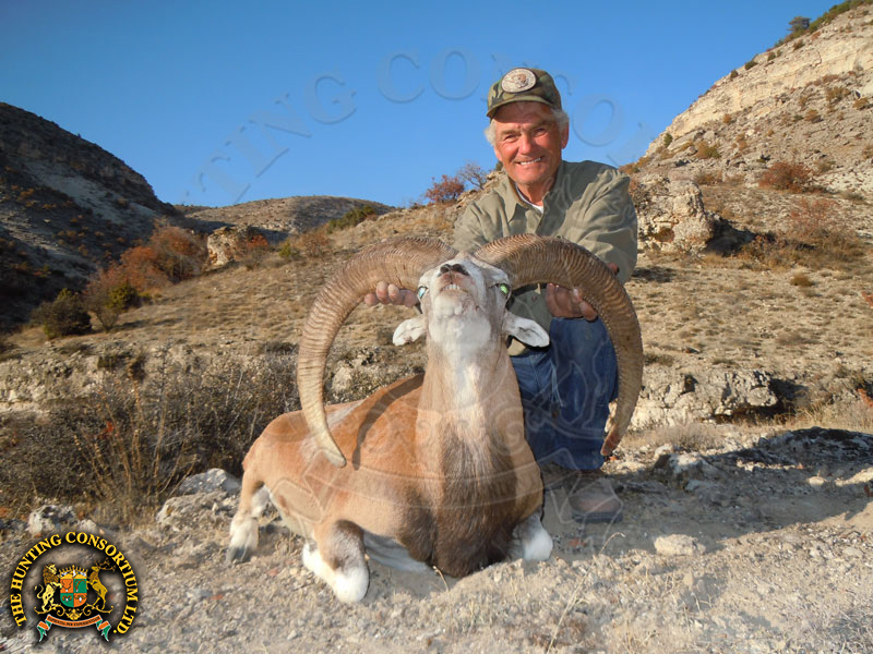 Konya Mouflon Hunting in Turkey. The Best Konya Mouflon Hunting in Turkey. Best outfitter for Konya sheep Hunts in Turkey. Best Wild Hunting Outfitters in Turkey and Asia.