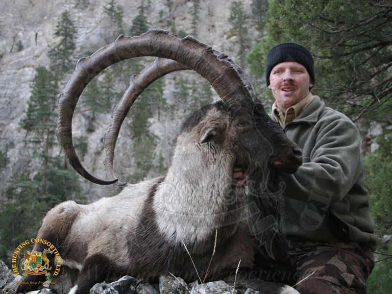 Bezoar Ibex Hunting in Turkey. The Best Bezoar Ibex Hunting in Turkey. Best outfitter for Bezoar Ibex Hunts in Turkey. Best Wild Hunting ourfitters in Turkey and Asia