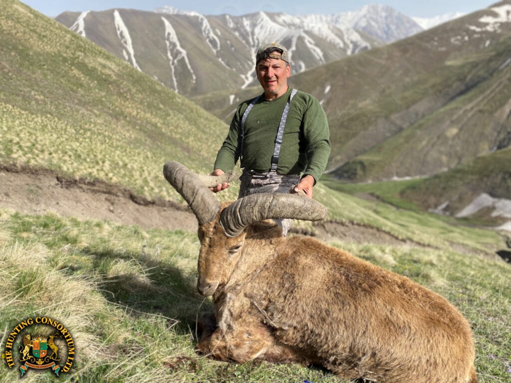 Eastern Tur Hunts in Azerbaijan