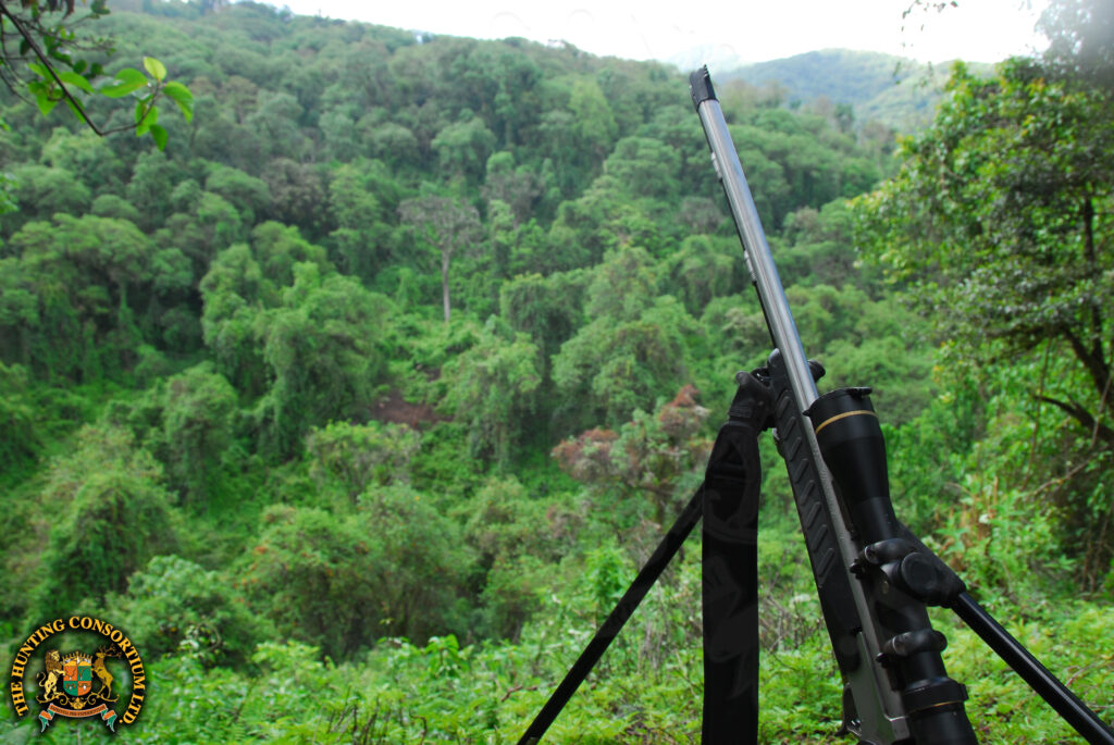 Jim Shockey Hunting Giant Forest Hog in Ethiopia with Hunting Consortium Giant Forest Hog Hunting Giant Forest Hog Hunts in Ethiopia
