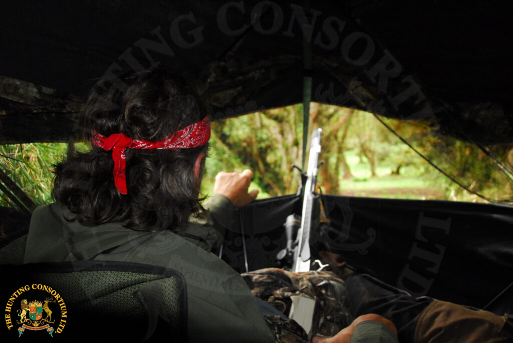 Jim Shockey Hunting Giant Forest Hog in Ethiopia with Hunting Consortium Giant Forest Hog Hunting Giant Forest Hog Hunts in Ethiopia