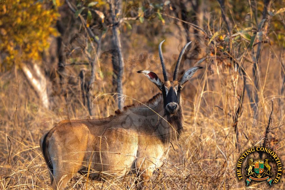 Western Roan Antelope Hunting in Cameroon Roan Hunts in Cameroon Hunting Roan in Cameroon Hunting