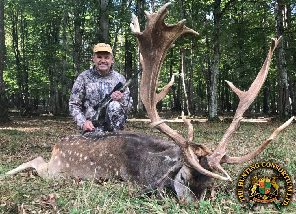 Fallow Deer Hunting in Austria. Fallow deer hunts in Austria
